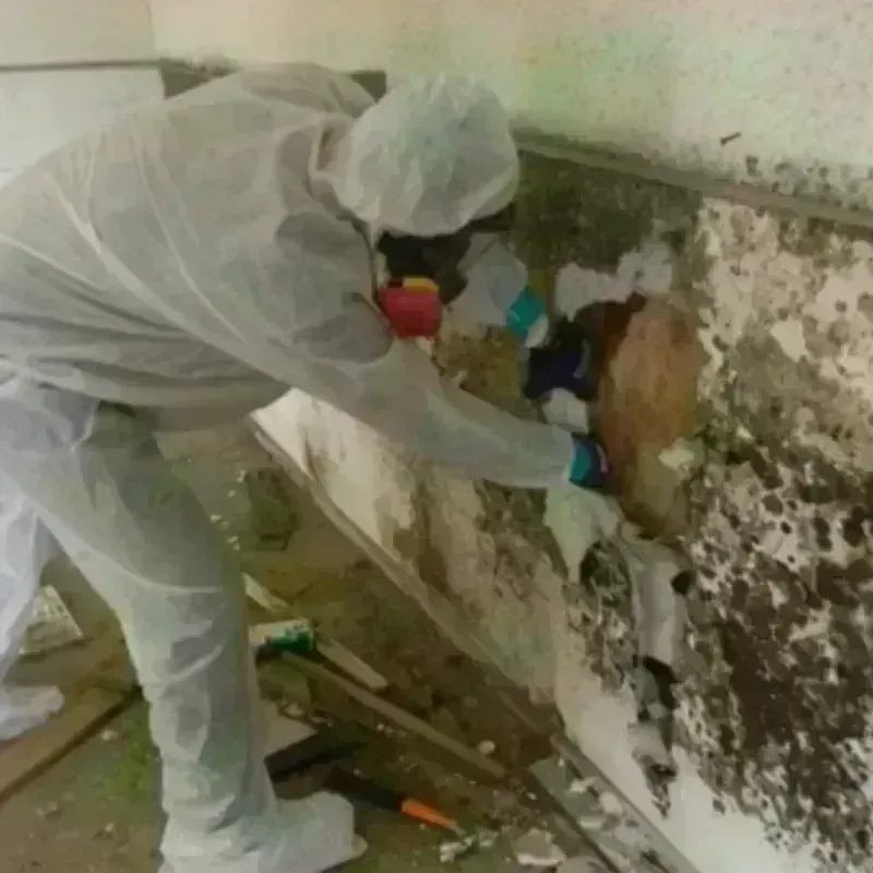 Mold Remediation and Removal in Eureka Mill, SC